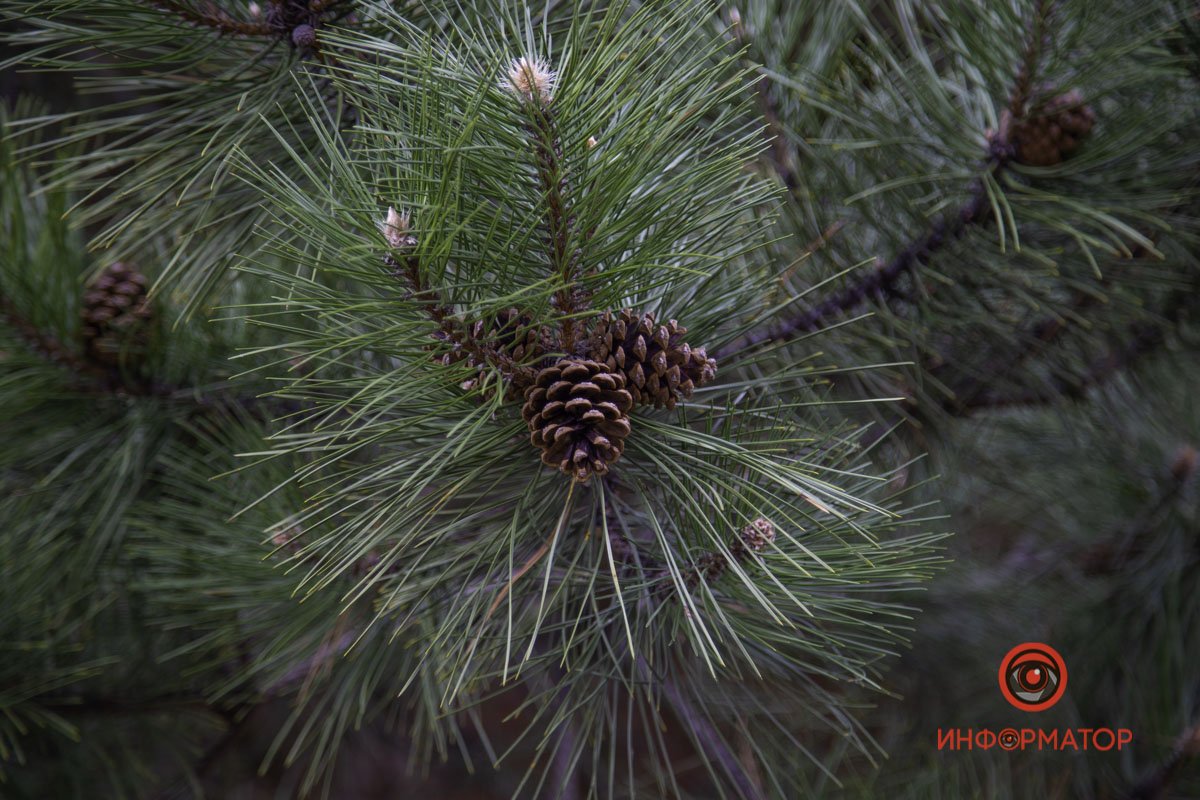 Как появляются шишки