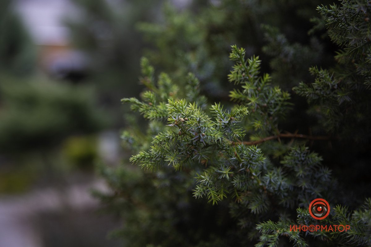 50 оттенков зелени