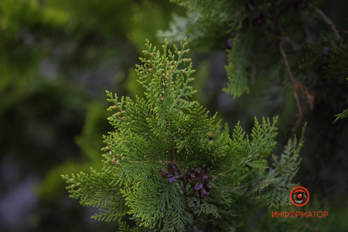 Сочная картинка