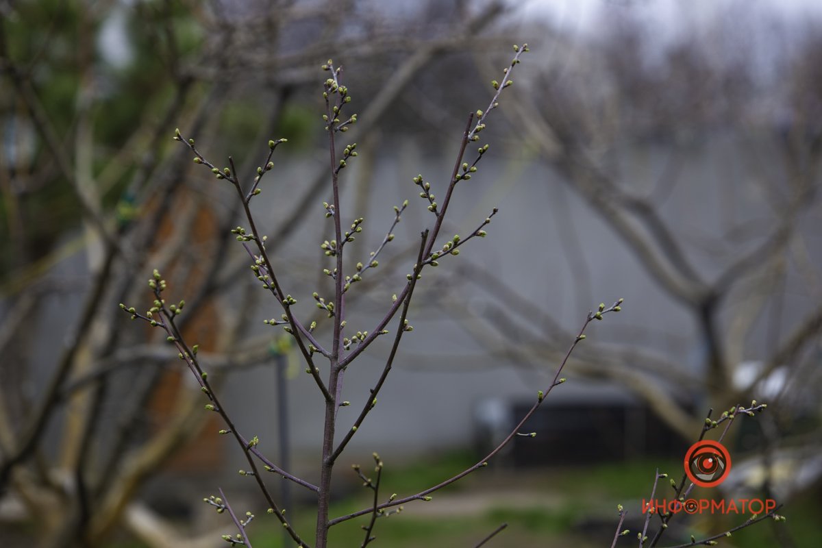 Почки растут в размерах