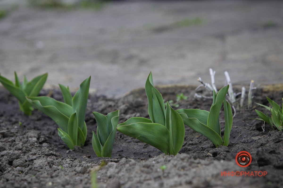 На клумбах тоже весна