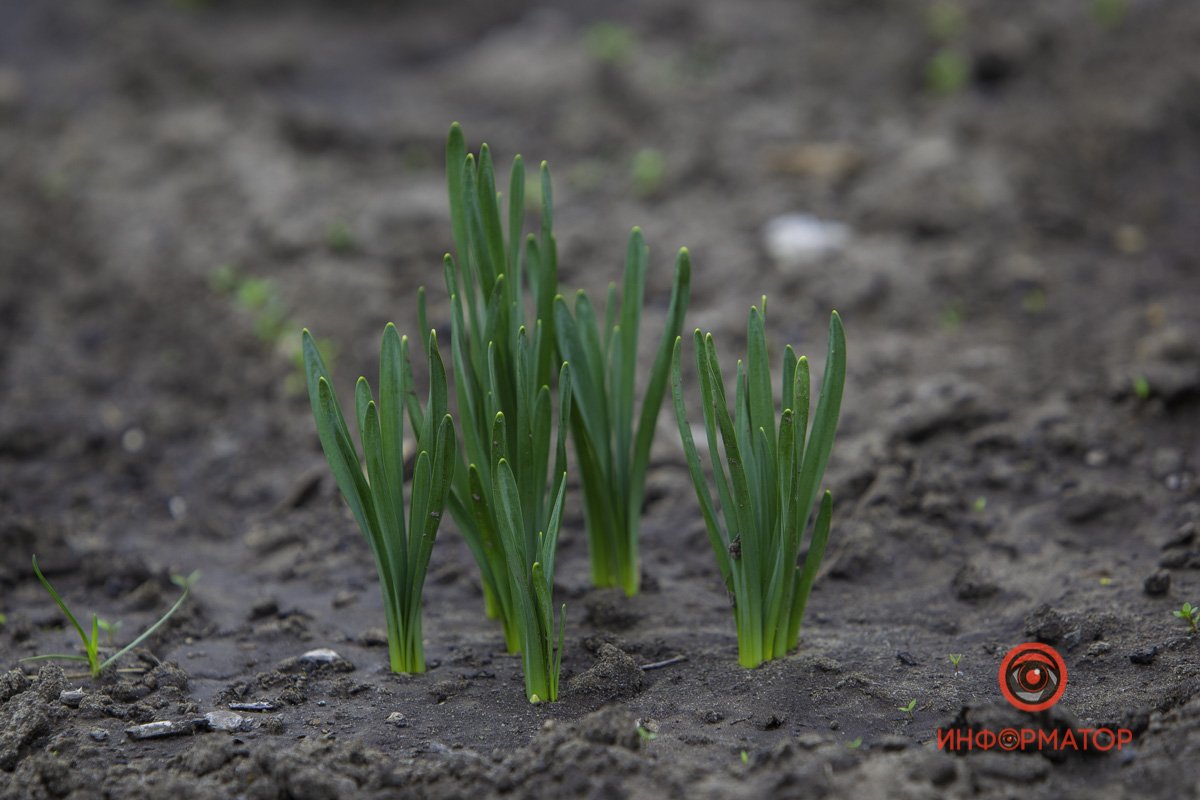 Что нам снег, что нам зной, что нам дождик проливной?