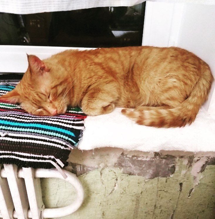 Цирроз печени, выстрелили в спину и переехала машина: каким животным Днепра нужна помощь 2