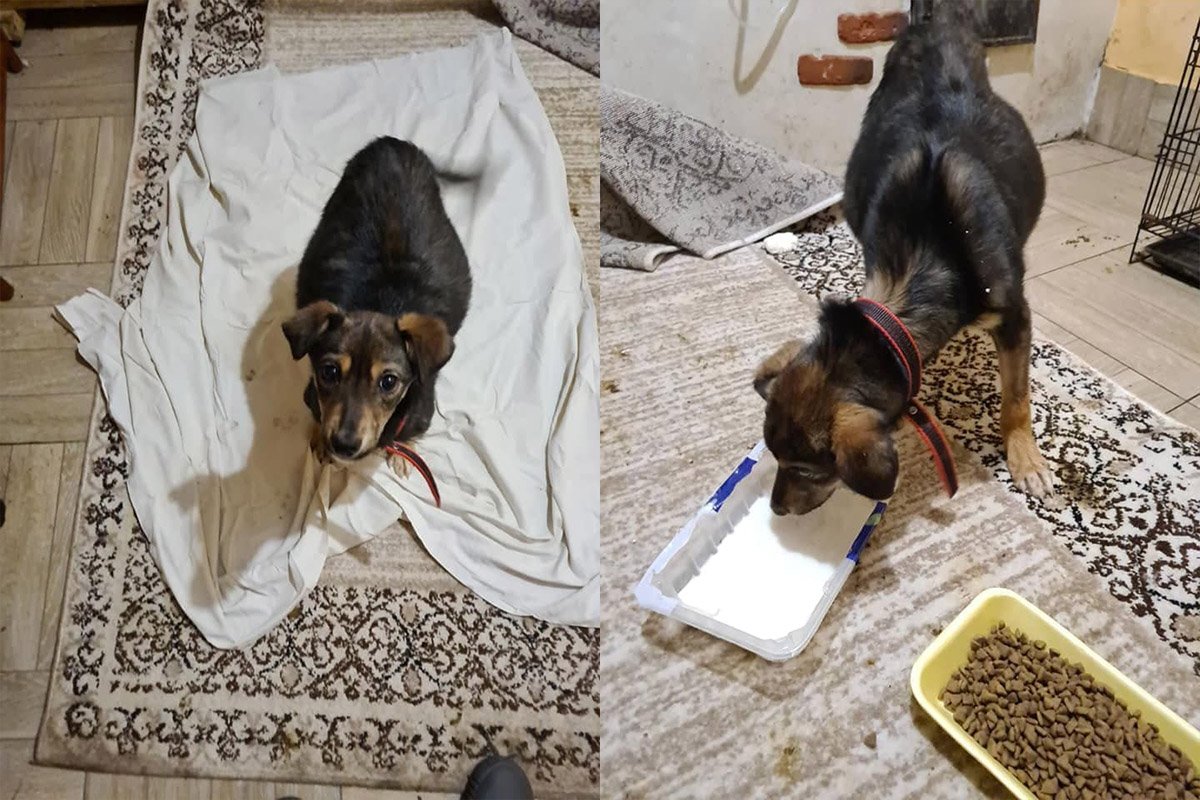 Цирроз печени, выстрелили в спину и переехала машина: каким животным Днепра нужна помощь 3