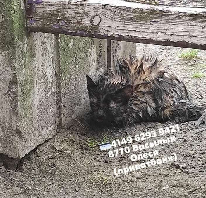 Цирроз печени, выстрелили в спину и переехала машина: каким животным Днепра нужна помощь 4