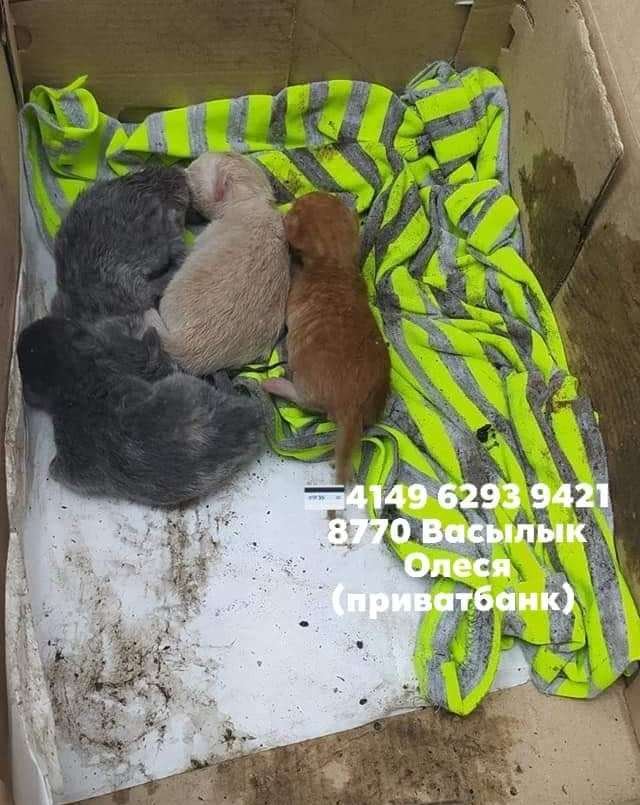 Цирроз печени, выстрелили в спину и переехала машина: каким животным Днепра нужна помощь 5