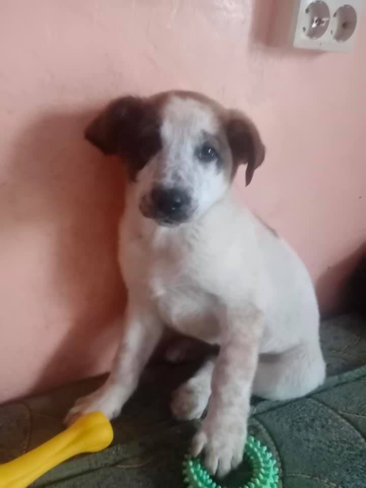 Животные ищут дом: где в Днепре найти себе кота или собаку 3