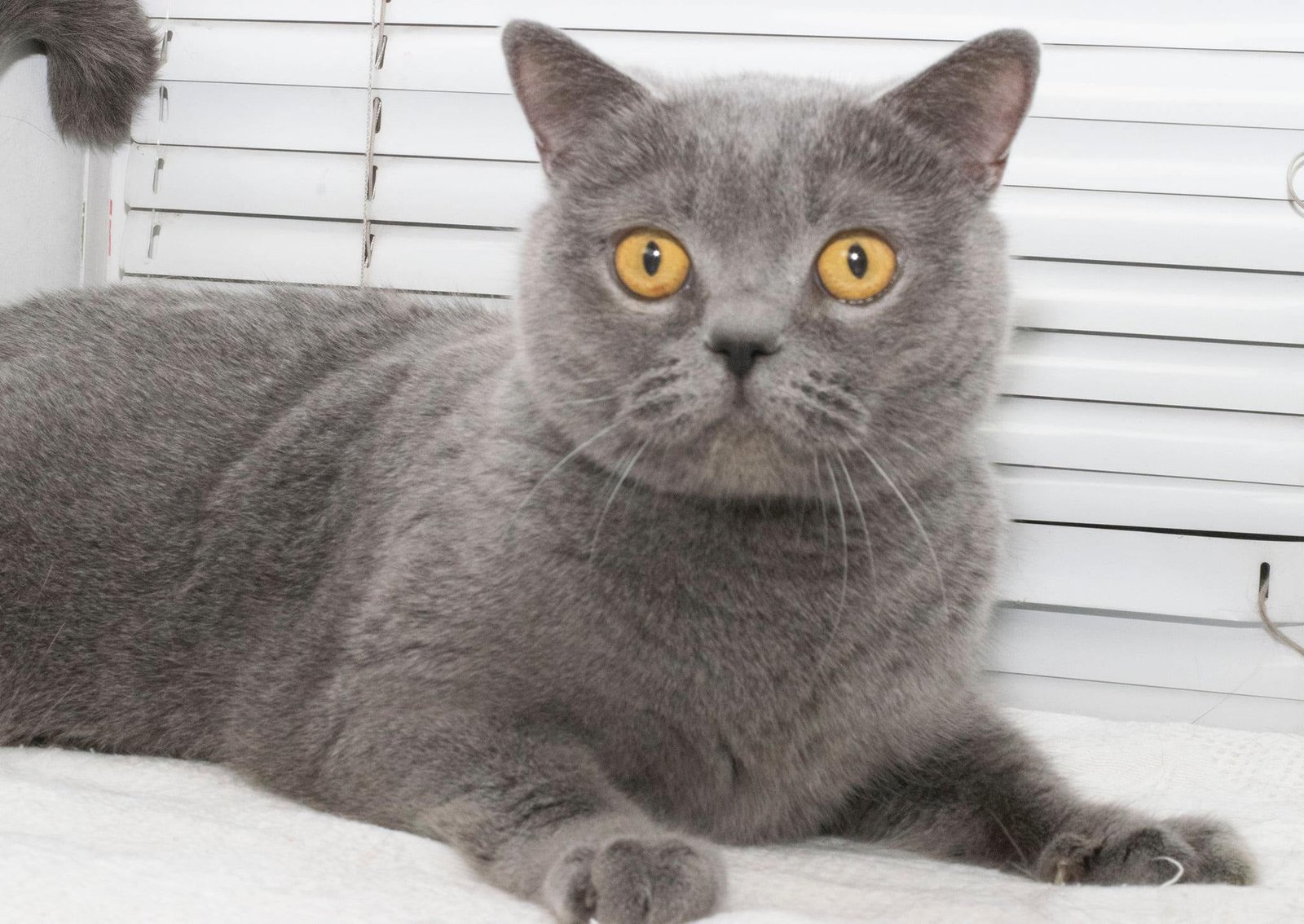 Животные ищут дом: где в Днепре найти себе кота или собаку 4