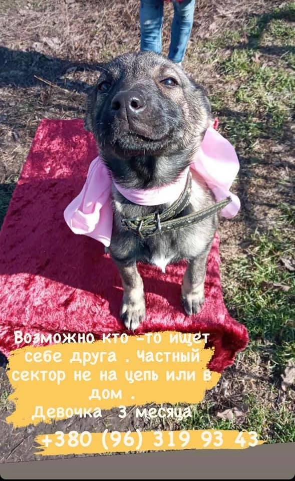 Животные ищут дом: где в Днепре найти себе кота или собаку 5