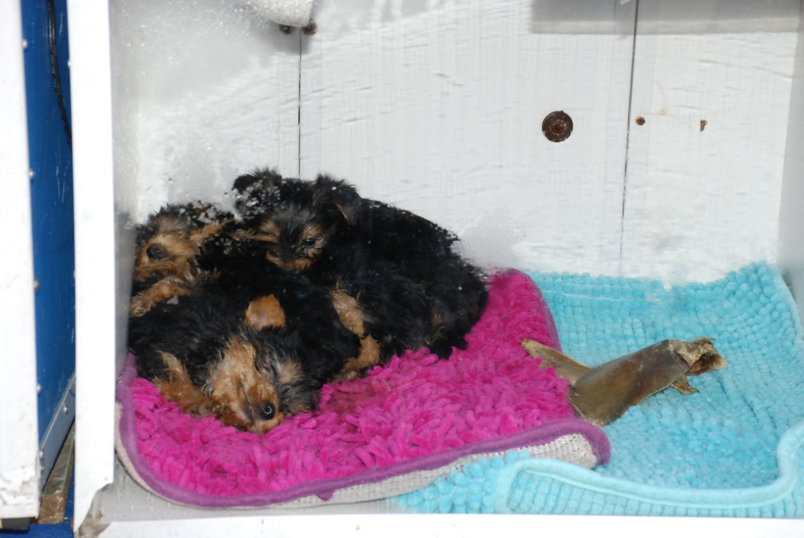 Кучка йорков Кучка йорков