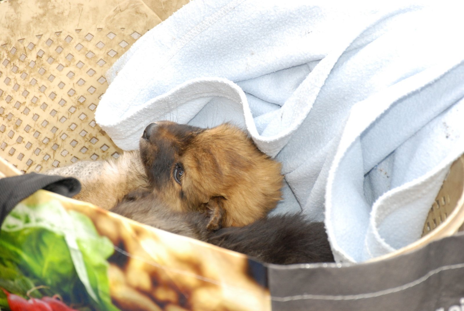 Задумчивый щеночек Задумчивый щеночек