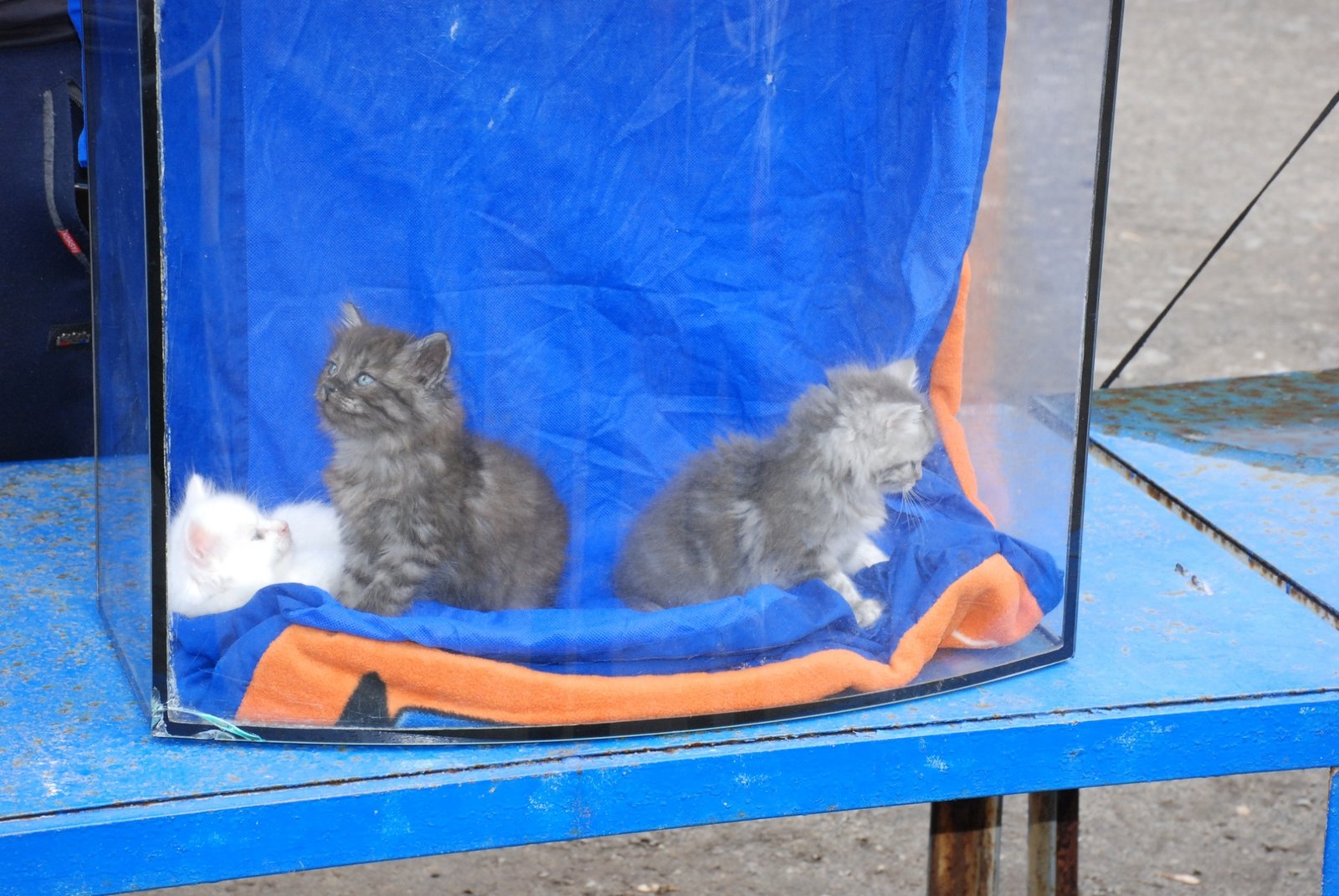 Котики отвернулись друг от друга. Наверное, поссорились Котики отвернулись друг от друга. Наверное, поссорились