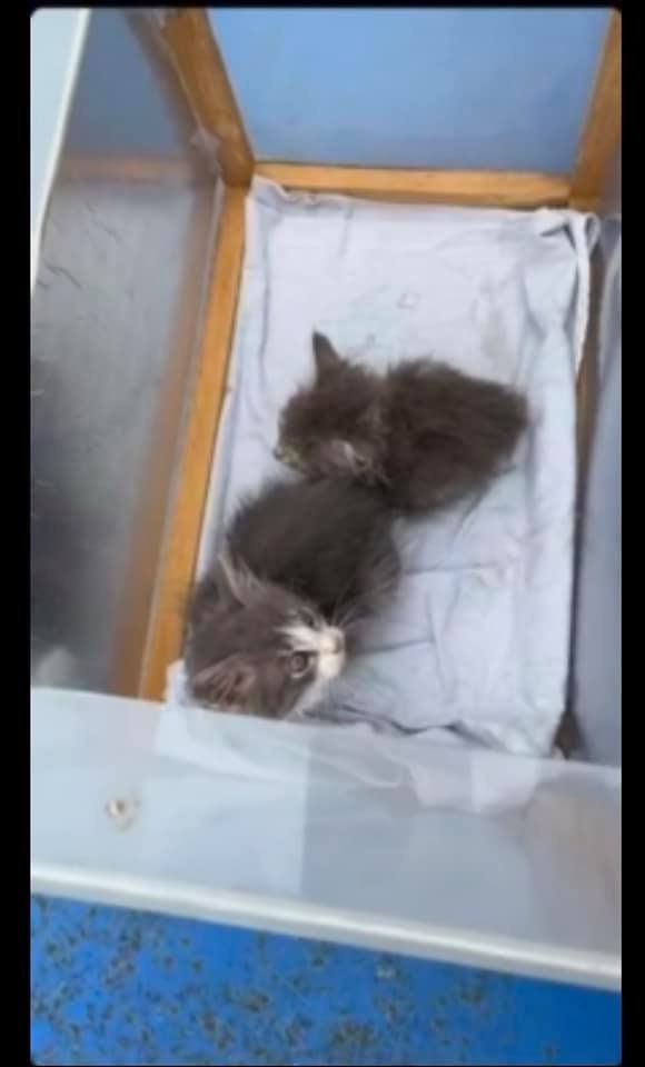 Котятам нужна помощь Котятам нужна помощь