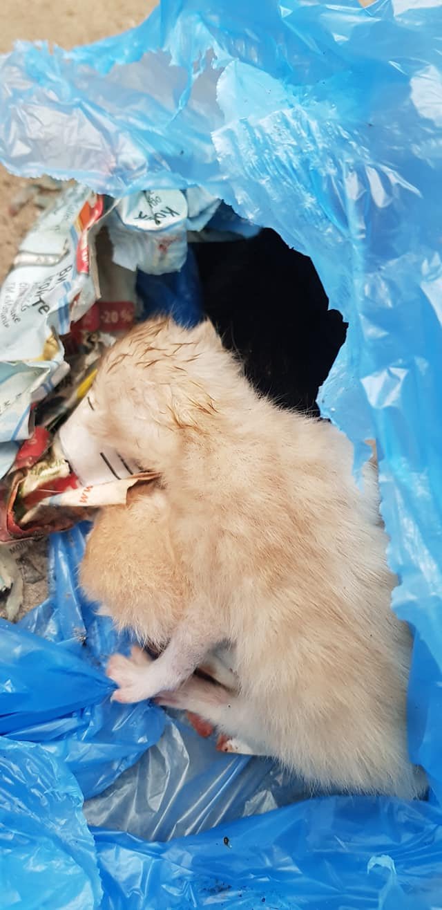 Котят нашли в завязанном мусорном пакете Котят нашли в завязанном мусорном пакете