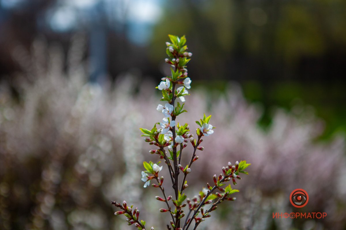 Расцветает на глазах Расцветает на глазах