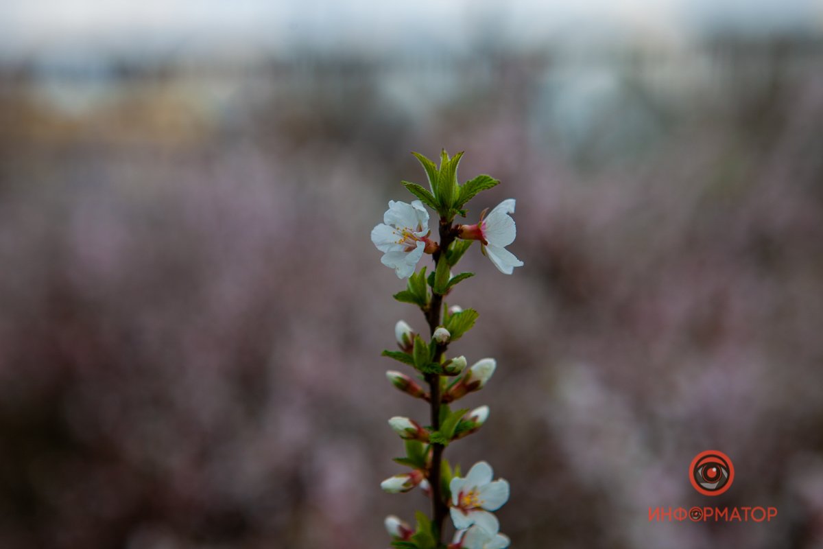 Пробуждение Пробуждение