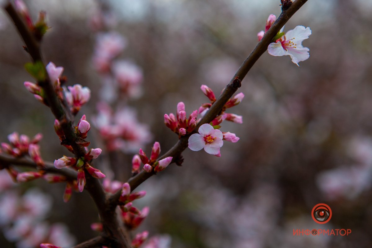 Столько нежности Столько нежности