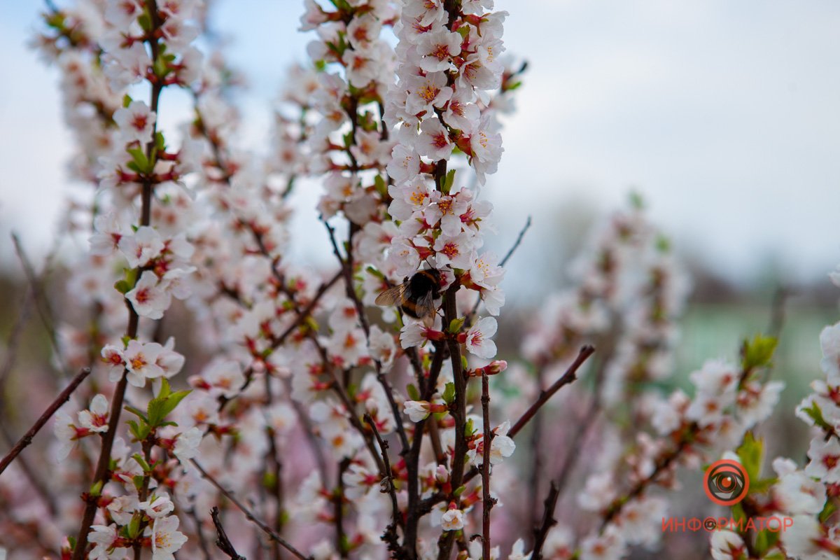 Облепили дерево Облепили дерево