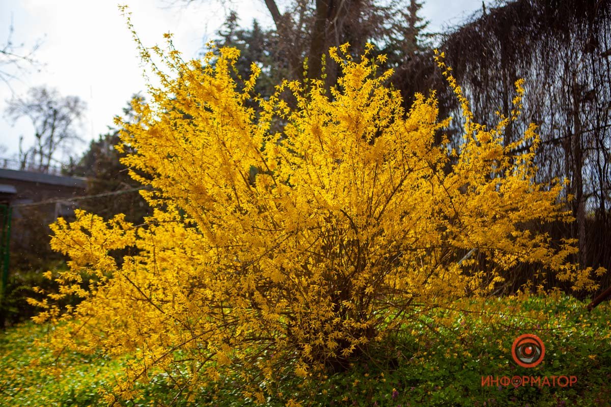 Ложная осень Ложная осень