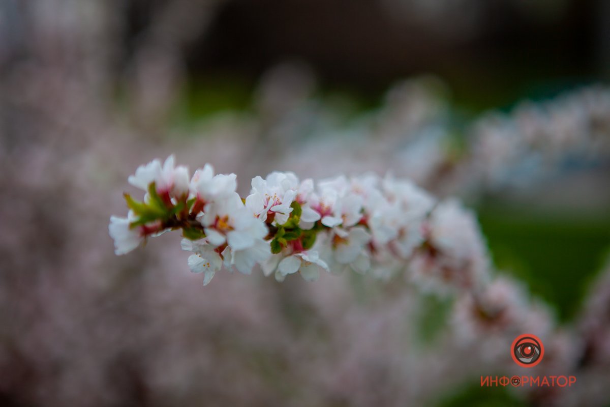 Чувствуете аромат? Чувствуете аромат?