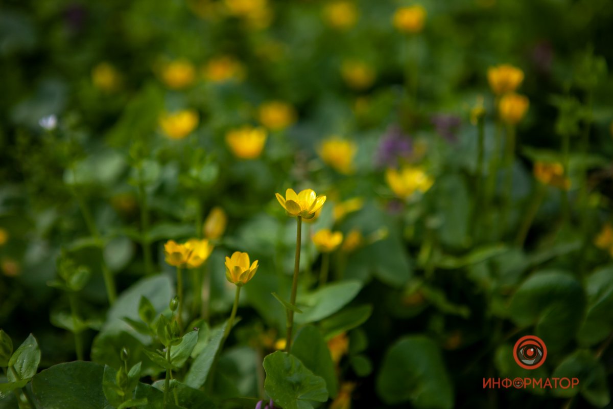 Стараются расти Стараются расти