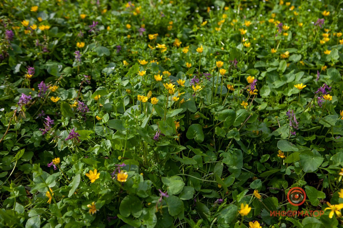 Весеннее разнообразие Весеннее разнообразие