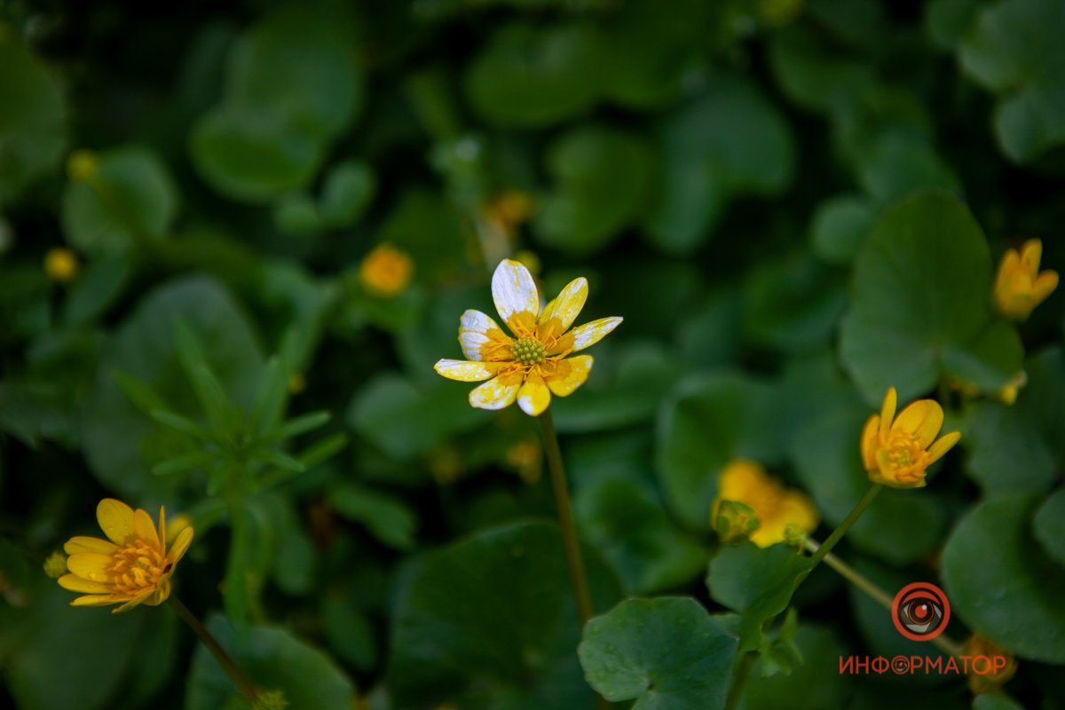 Не докрасили Не докрасили