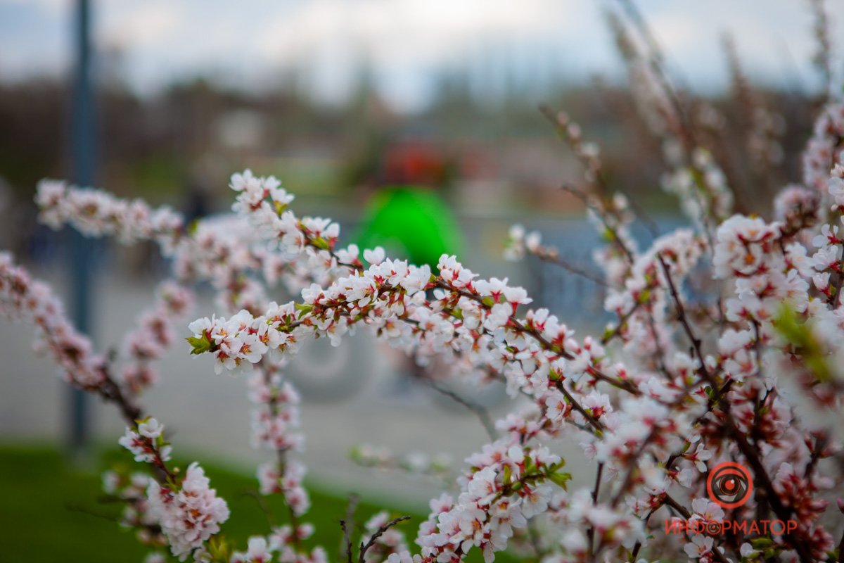 Теперь деревья - мохнатые Теперь деревья - мохнатые