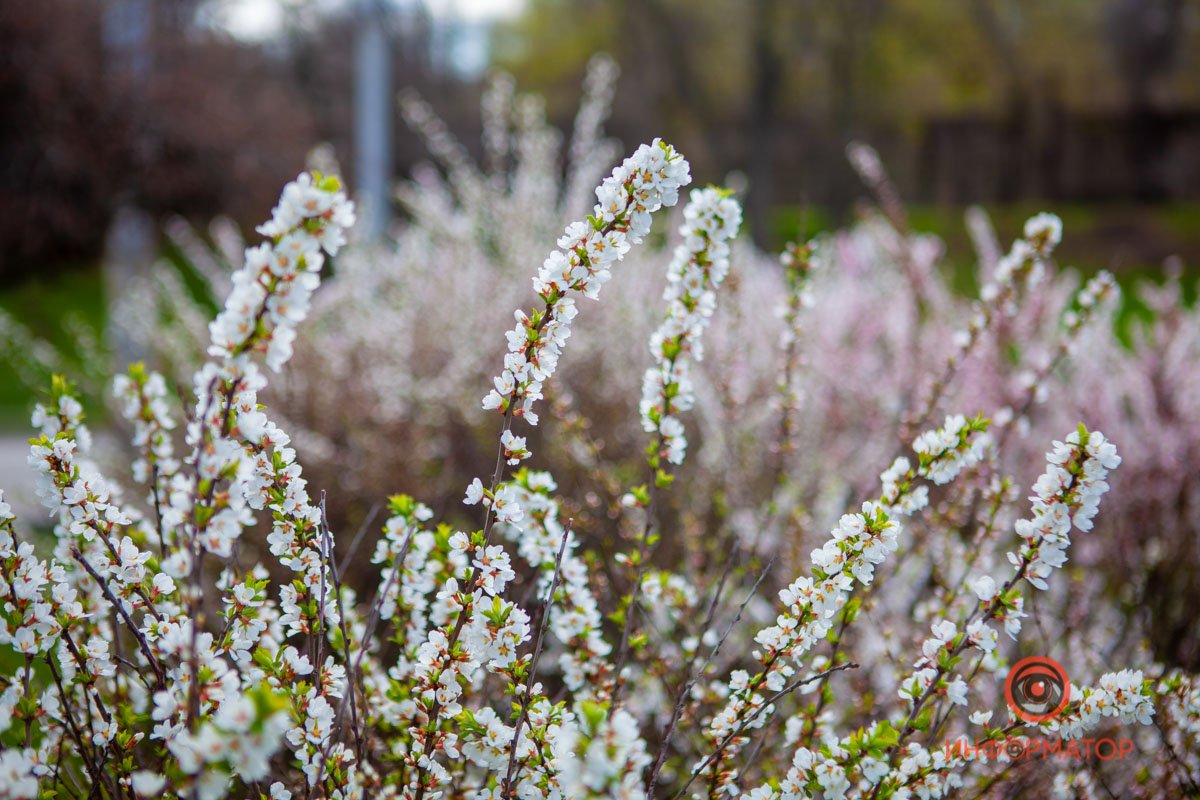 "Пасхалочка" к снегу "Пасхалочка" к снегу