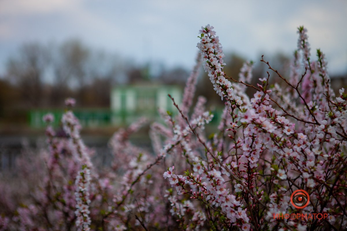 Вносит краски Вносит краски