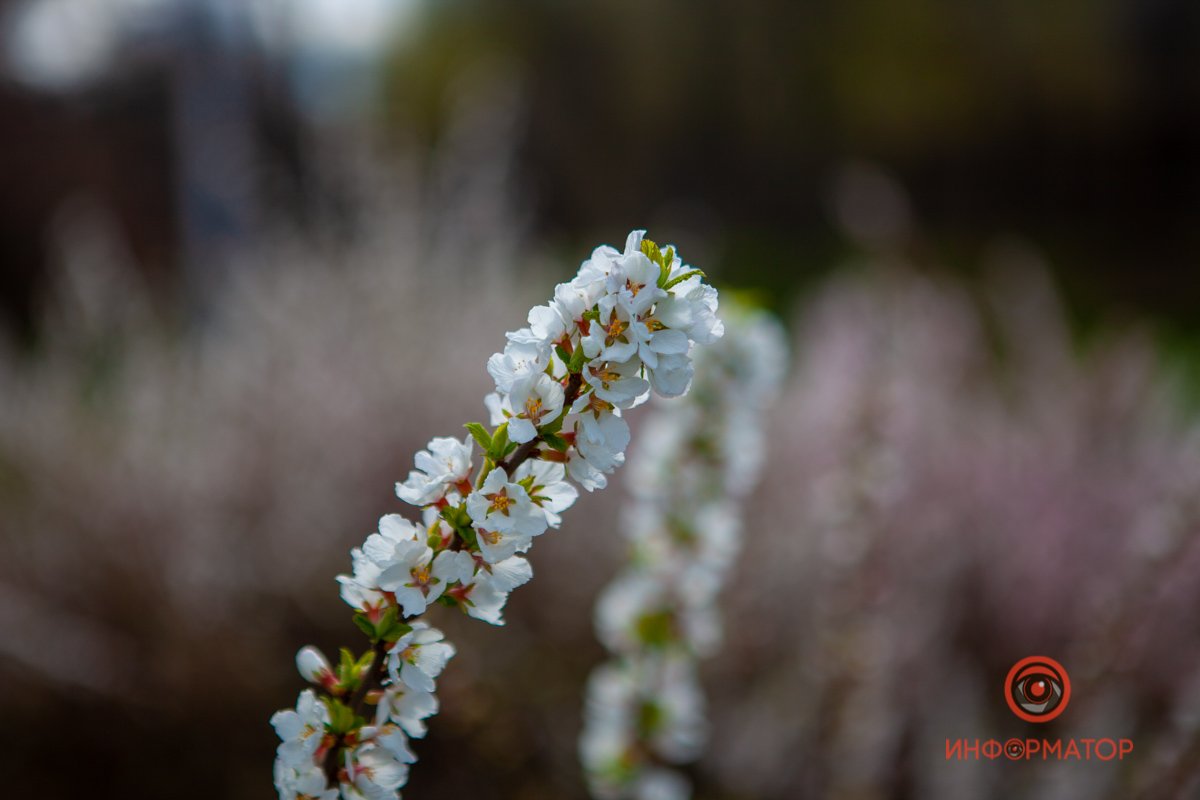 Повод для радости Повод для радости