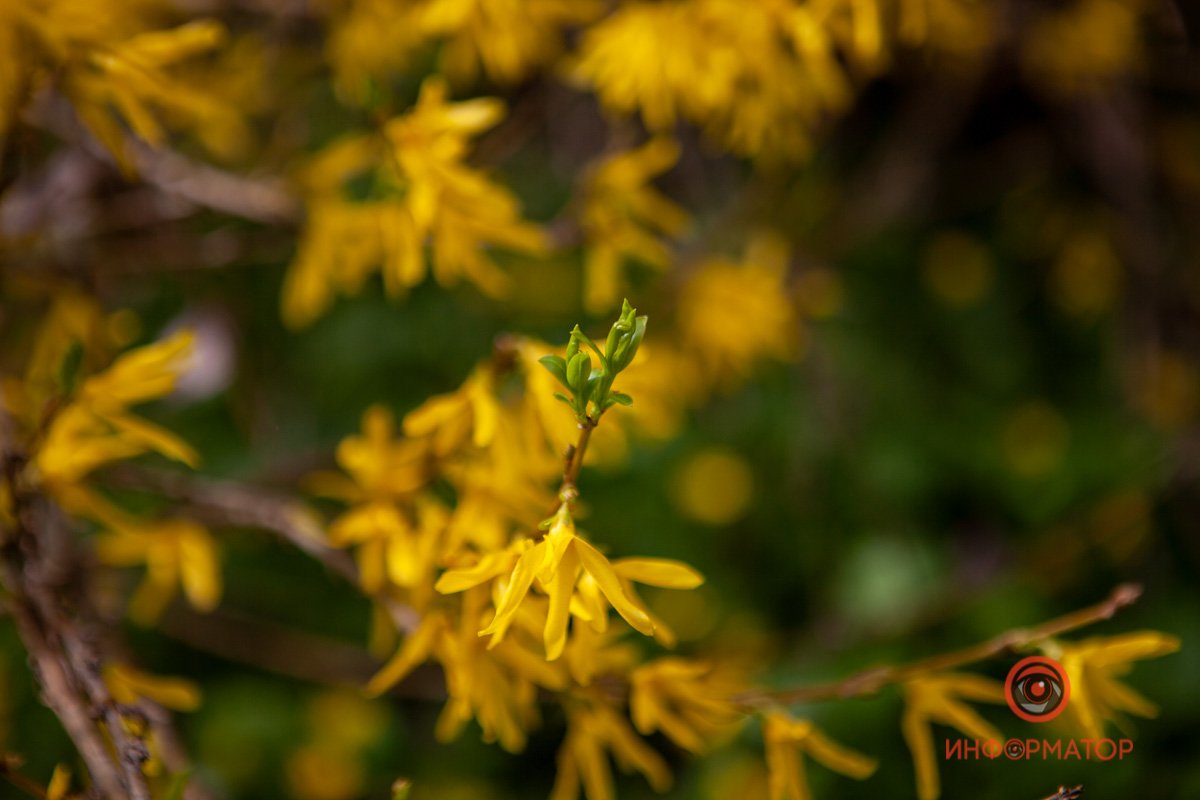 Зелень распространяется Зелень распространяется