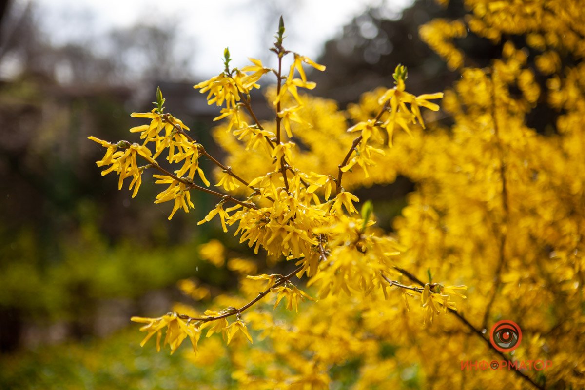 Маленькие копии солнца Маленькие копии солнца
