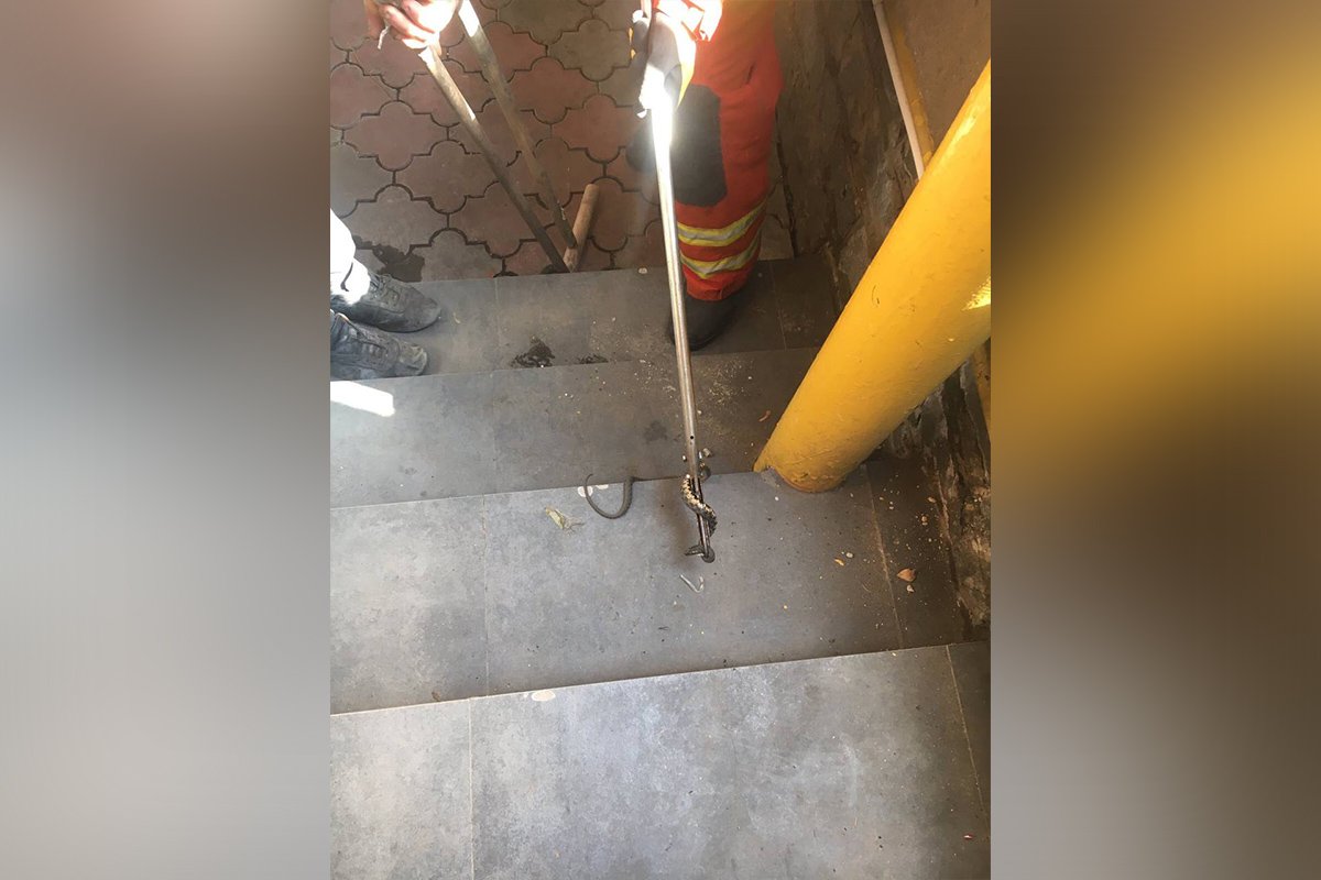 Змей увидел прохожий