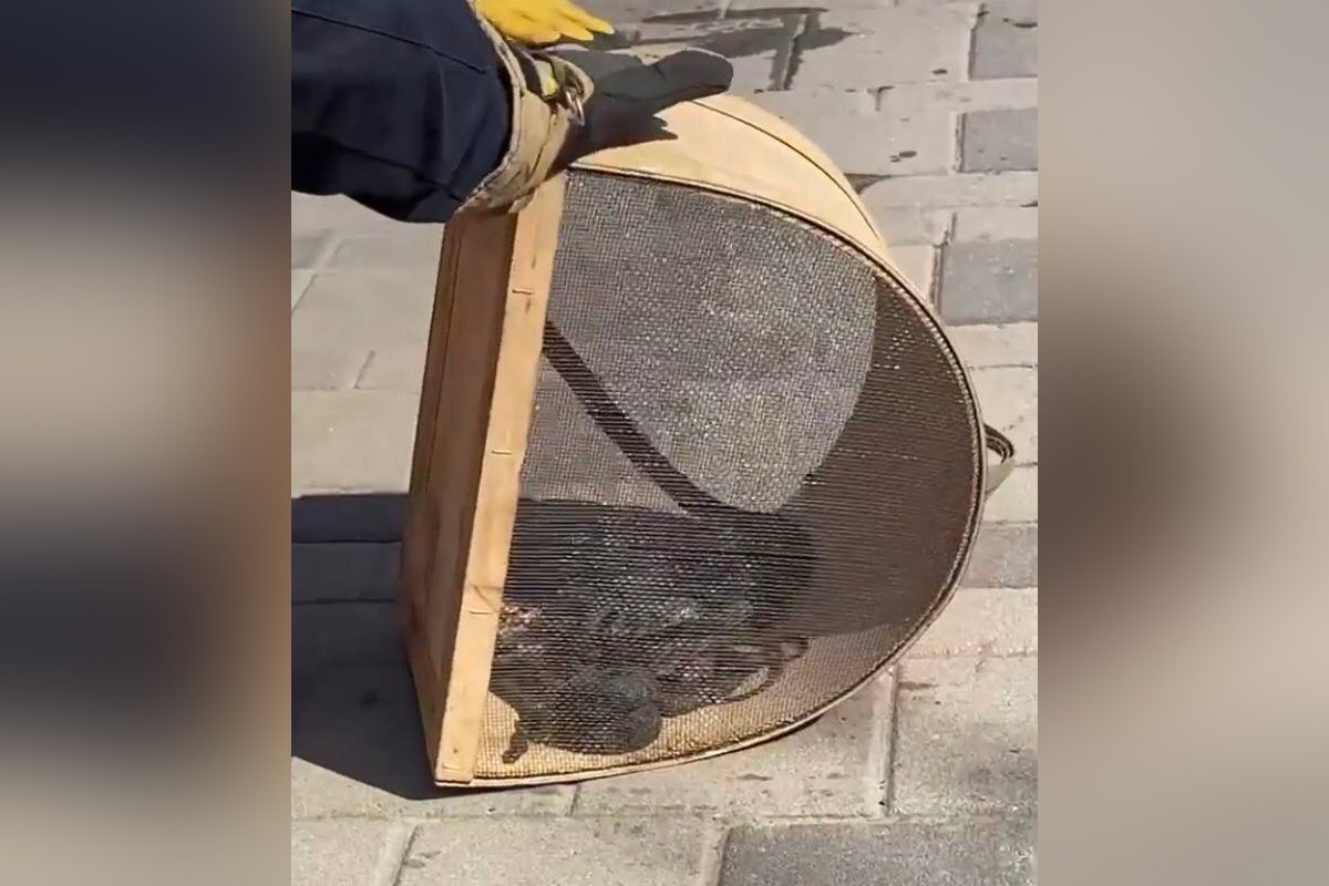 Спасатели поймали 12 змей