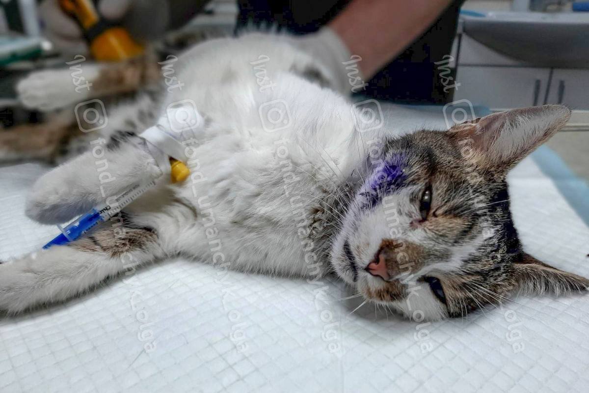 Чума, опухоль и дыра в щеке: каким животным Днепра нужна помощь 1