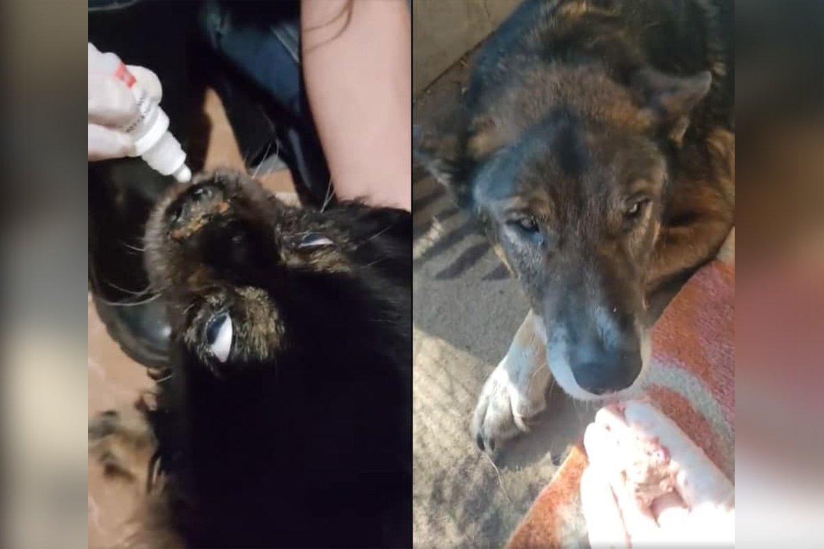 Собак пытаются вылечить от чумы