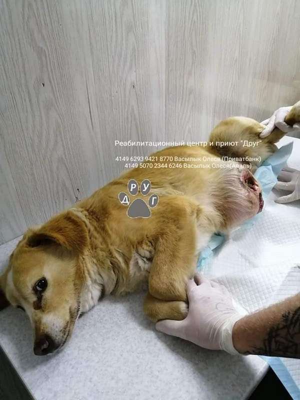 Хозяева не обратили внимания на опухоль Таты, теперь ей спасают жизнь врачи