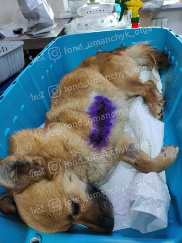 Алиса потеряла лапку. Борьба продолжается