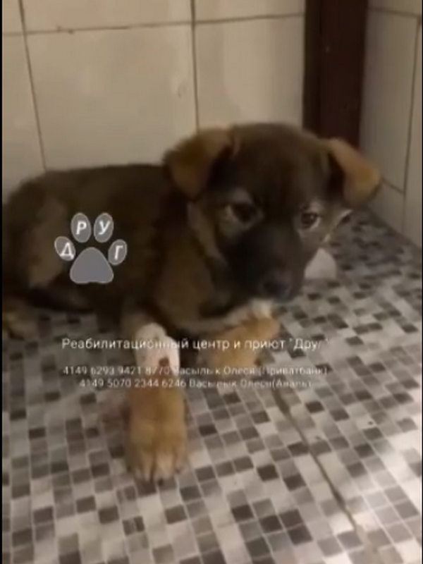 У малыша Ноа проблемные лапки