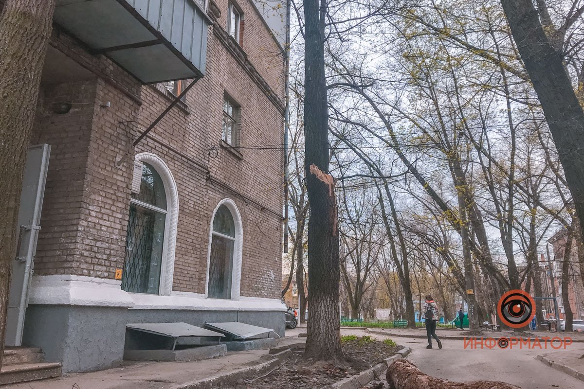 Оставшаяся часть дерева тоже сухая