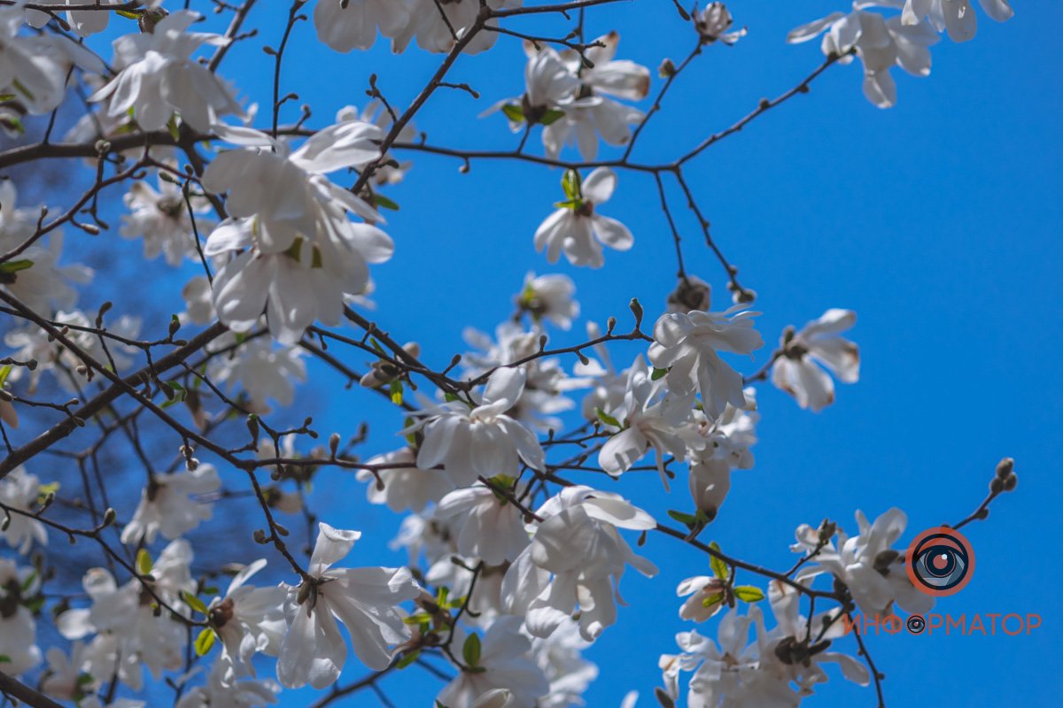 Расцвели магнолии Расцвели магнолии