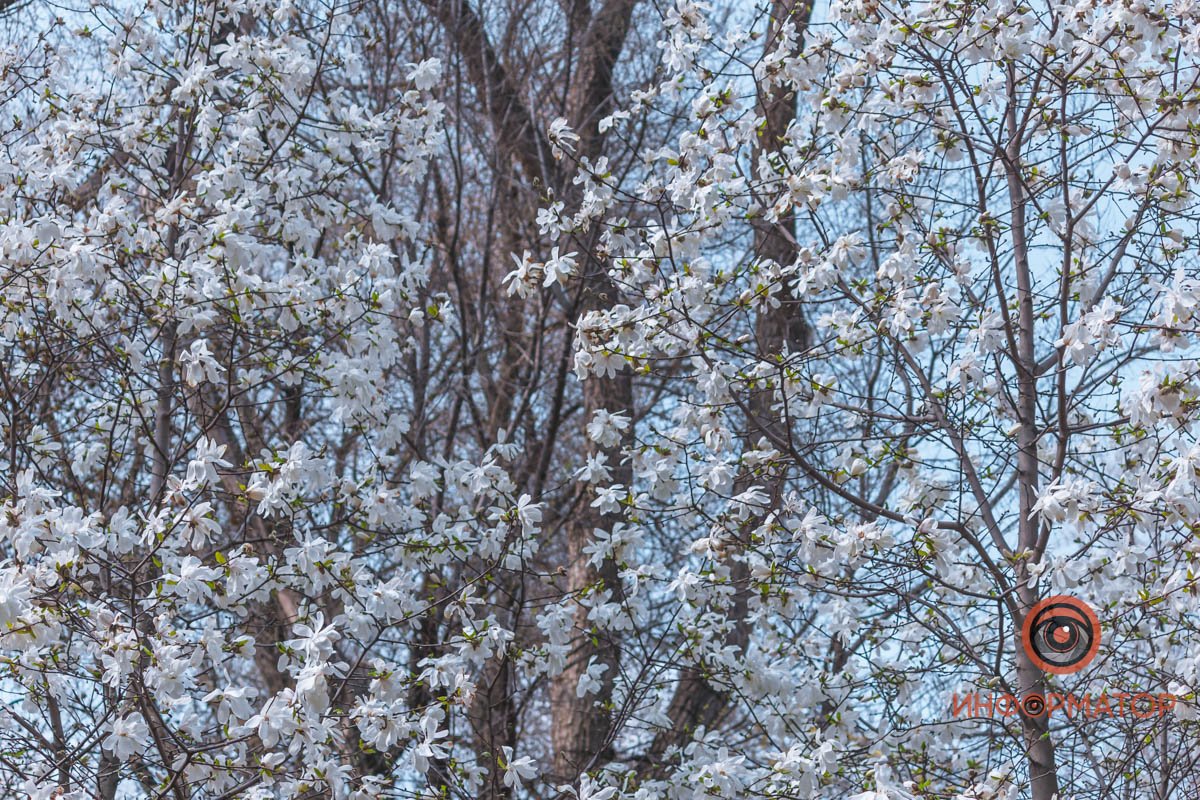 Белоснежное покрывало Белоснежное покрывало