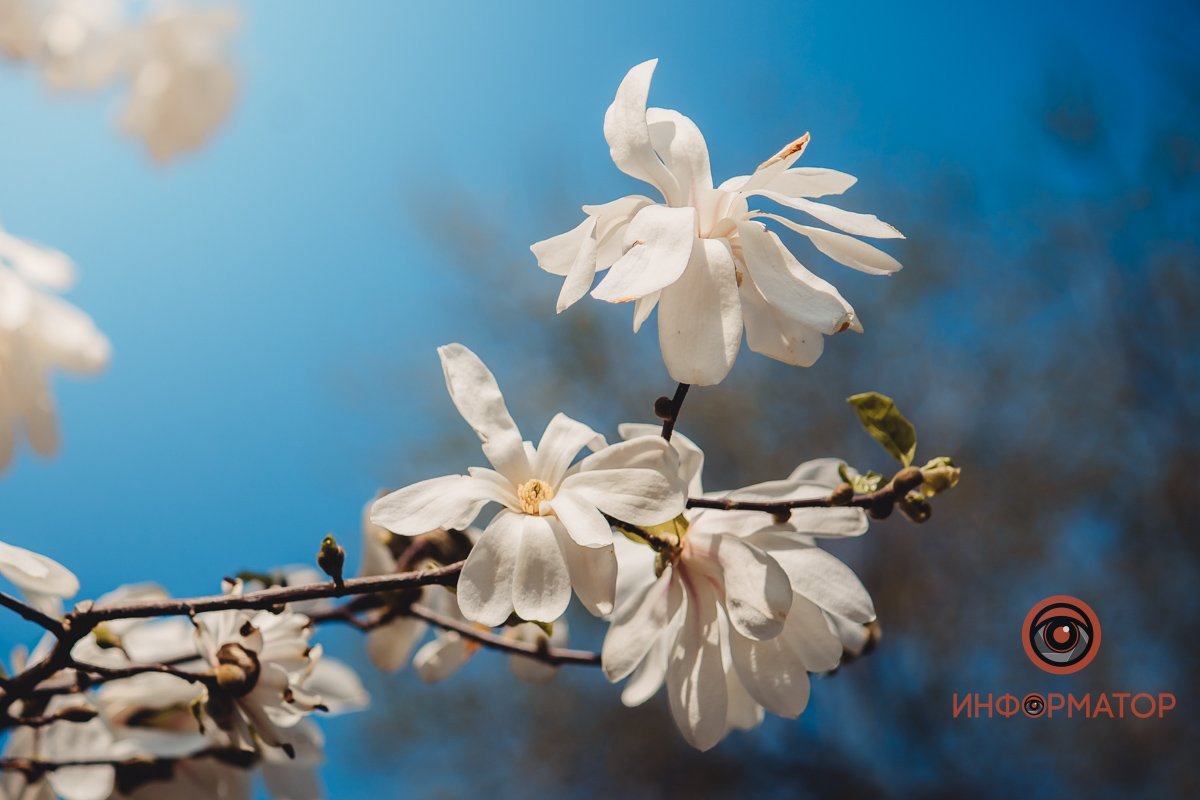 На фоне голубого неба - идеально На фоне голубого неба - идеально