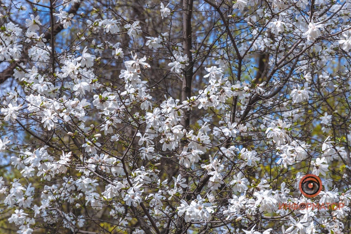 Бабочки, или цветки? Бабочки, или цветки?