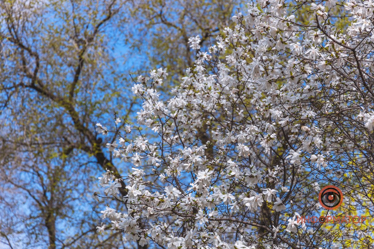 Счастье в деталях Счастье в деталях
