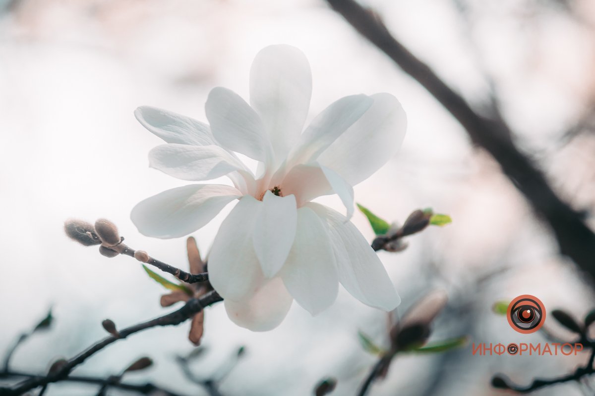 Остается надеяться, что цветки переживут похолодание Остается надеяться, что цветки переживут похолодание