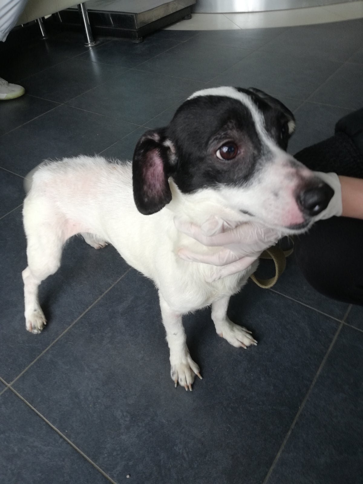 Животные ищут дом: где в Днепре найти себе кота или собаку 1