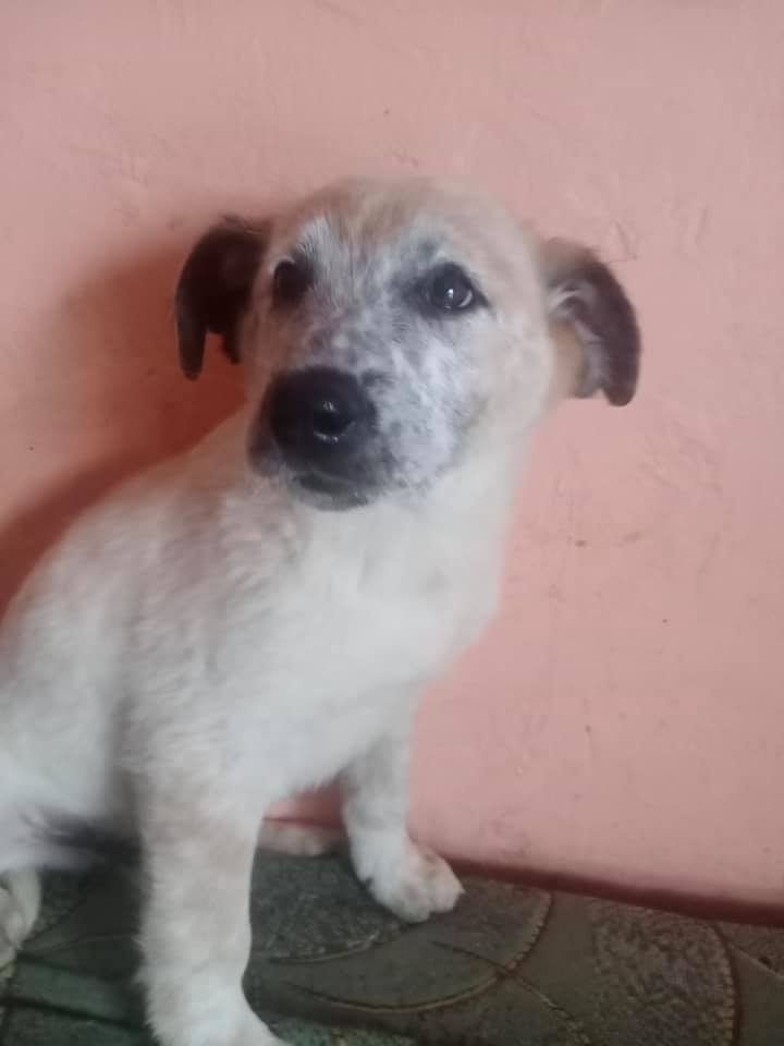 Животные ищут дом: где в Днепре найти себе кота или собаку 3