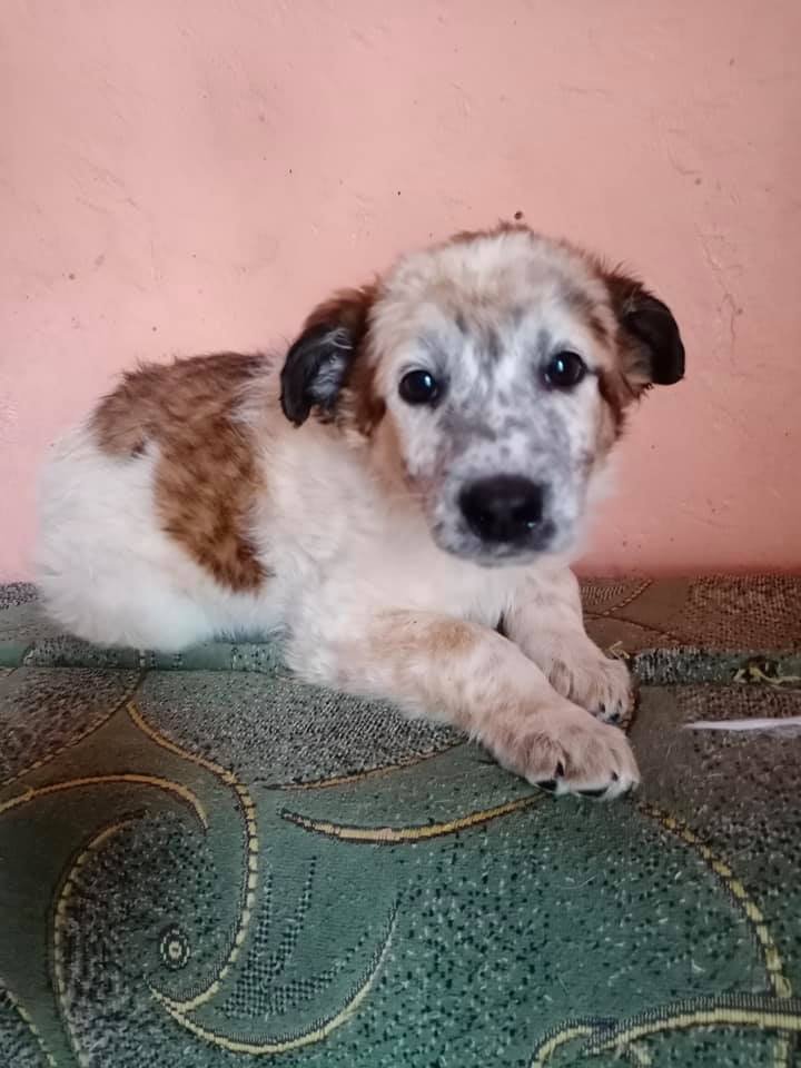 Животные ищут дом: где в Днепре найти себе кота или собаку 4